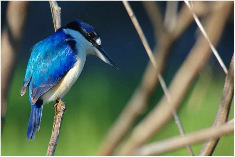 Forest Kingfisheradult