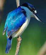 Forest Kingfisher