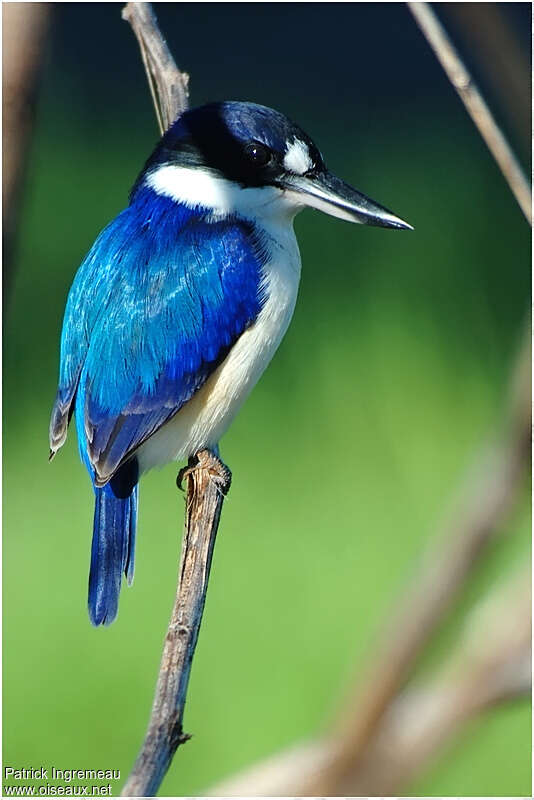 Forest Kingfisheradult, identification