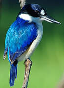 Forest Kingfisher