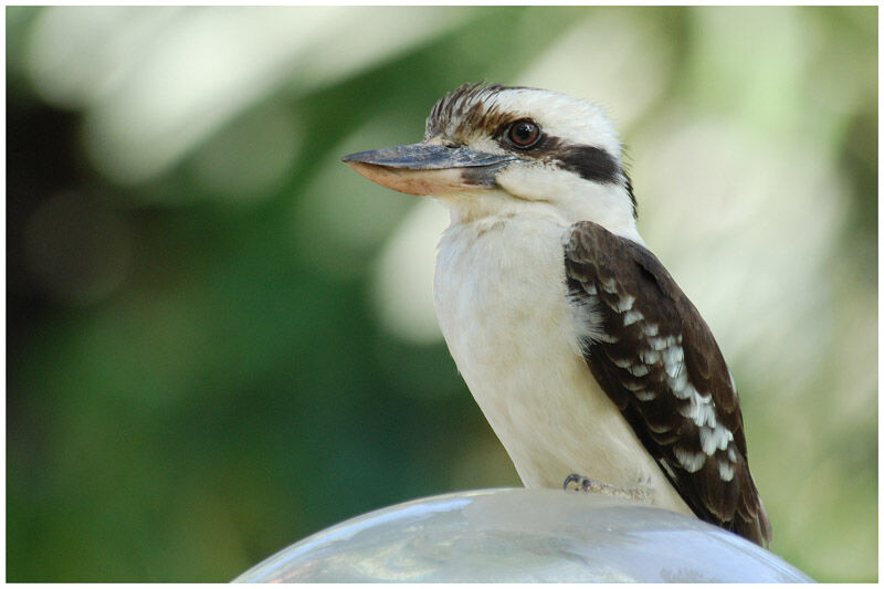 Laughing Kookaburraadult