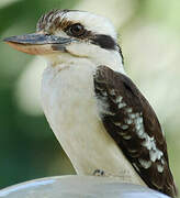 Laughing Kookaburra