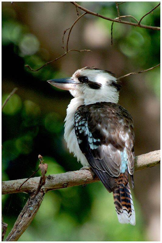 Laughing Kookaburraadult