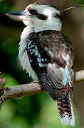 Laughing Kookaburra