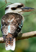 Laughing Kookaburra