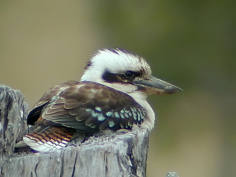 Laughing Kookaburra