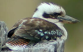 Laughing Kookaburra