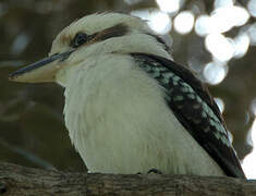 Laughing Kookaburra