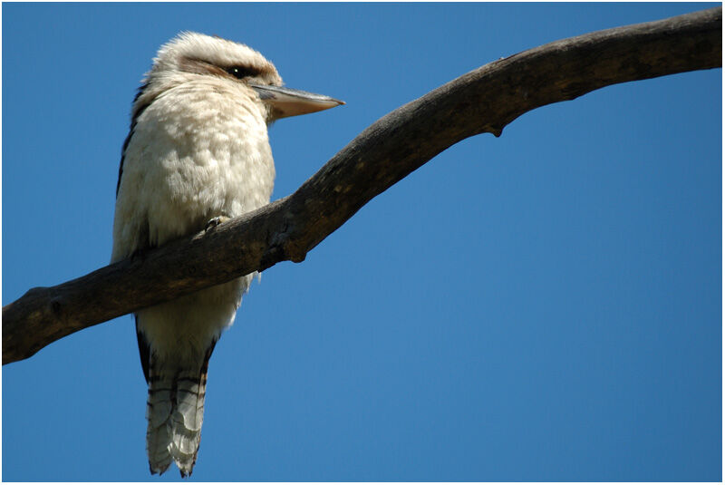 Laughing Kookaburraadult