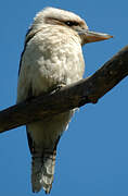 Laughing Kookaburra