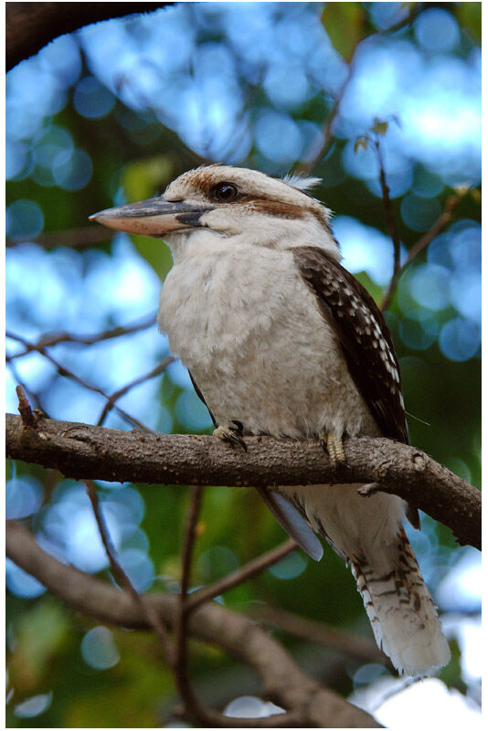 Laughing Kookaburraadult