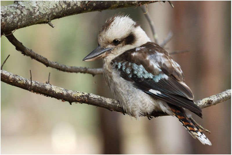 Laughing Kookaburraadult