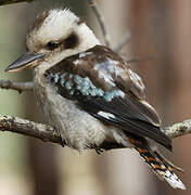 Laughing Kookaburra