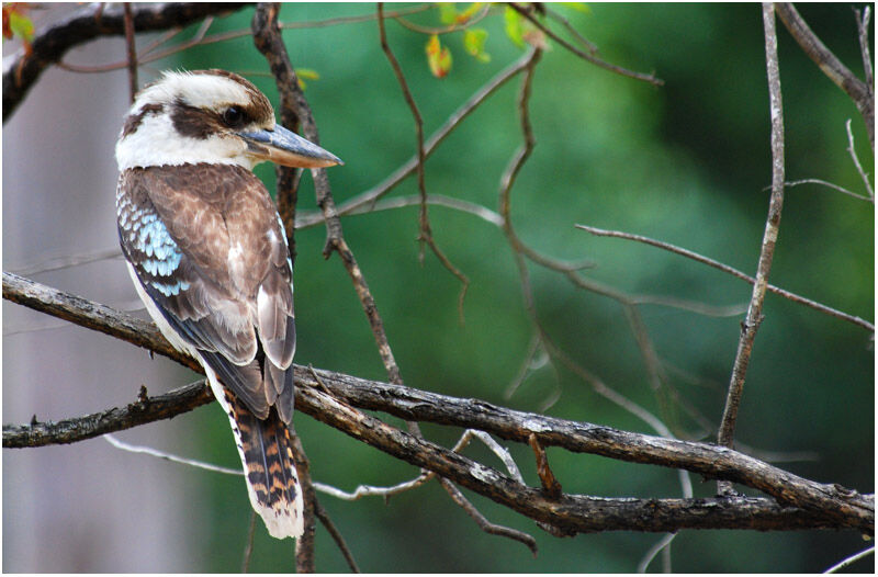 Laughing Kookaburraadult