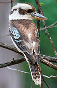 Laughing Kookaburra