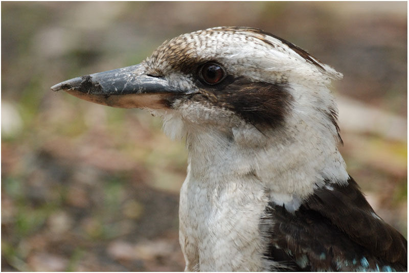 Laughing Kookaburraadult