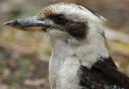 Laughing Kookaburra