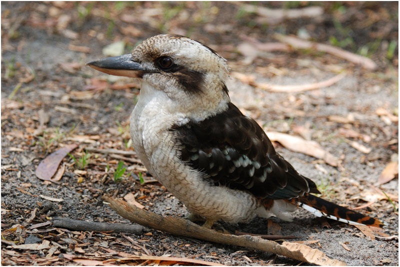 Laughing Kookaburraadult