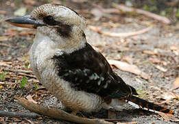 Laughing Kookaburra