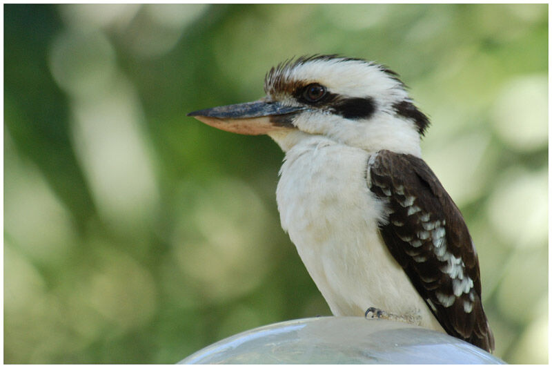 Laughing Kookaburra