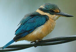 Sacred Kingfisher