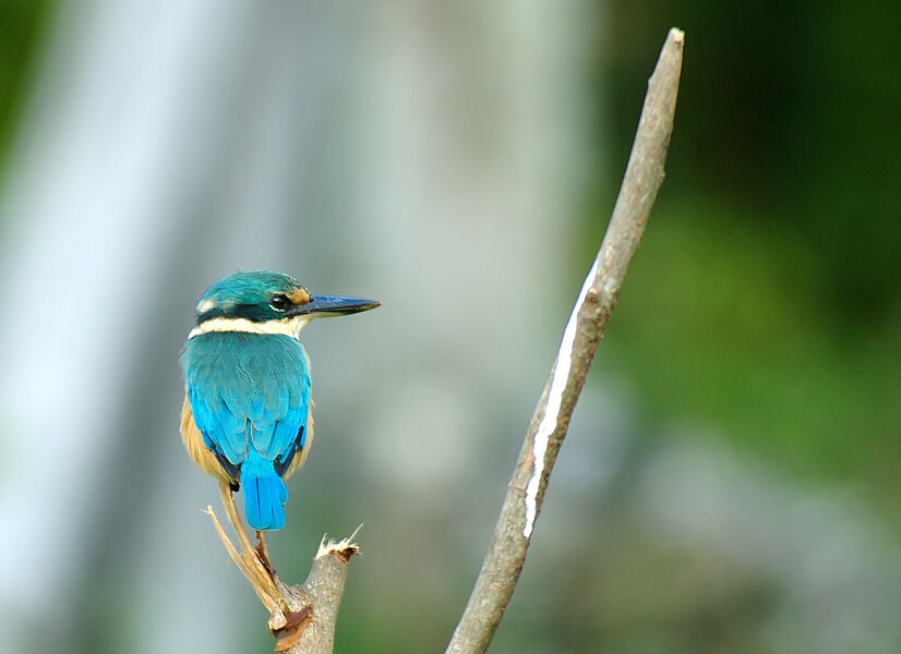 Sacred Kingfisher