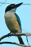 Sacred Kingfisher