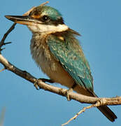 Sacred Kingfisher