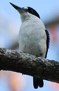 Sacred Kingfisher