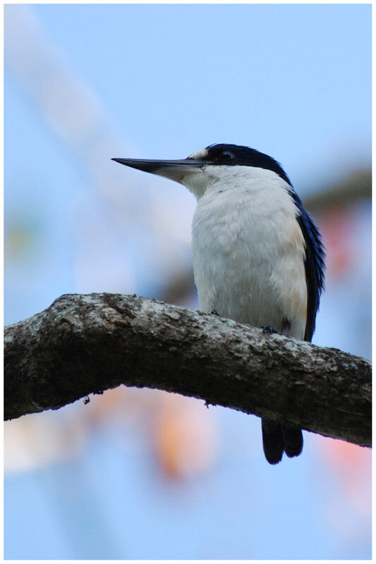 Sacred Kingfisheradult