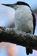 Sacred Kingfisher