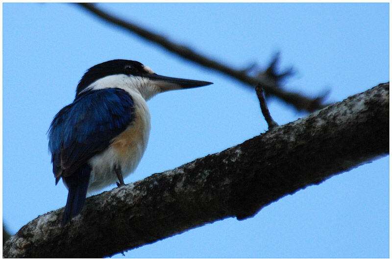 Sacred Kingfisheradult