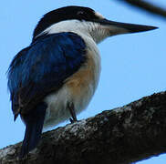 Sacred Kingfisher