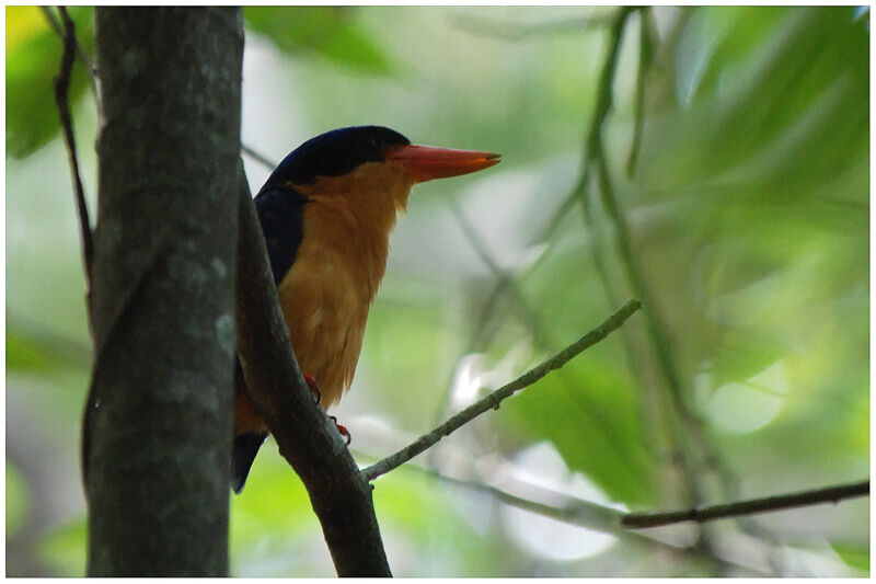 Buff-breasted Paradise Kingfisheradult breeding