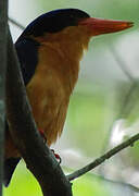 Buff-breasted Paradise Kingfisher