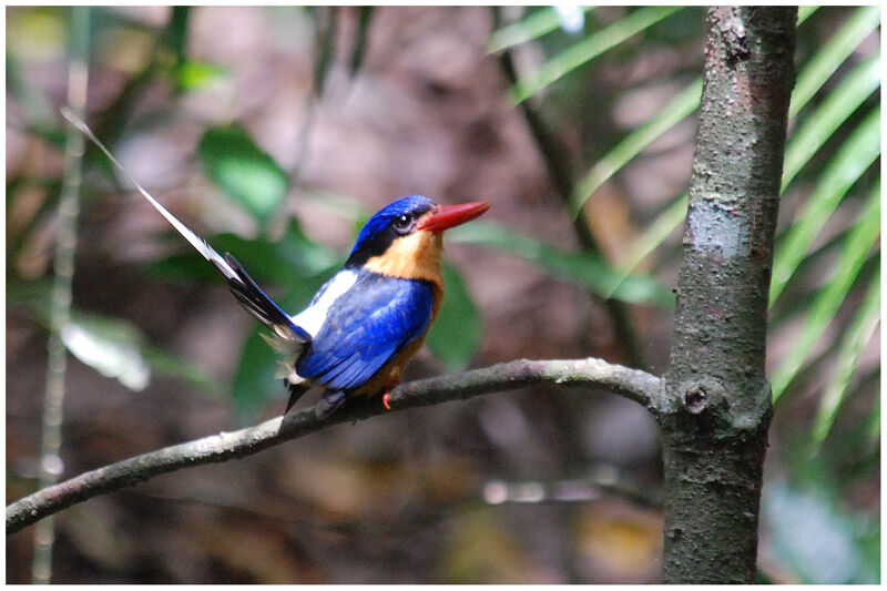 Buff-breasted Paradise Kingfisheradult