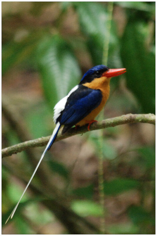 Buff-breasted Paradise Kingfisheradult