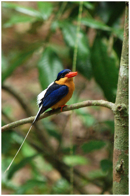 Buff-breasted Paradise Kingfisheradult