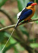 Buff-breasted Paradise Kingfisher