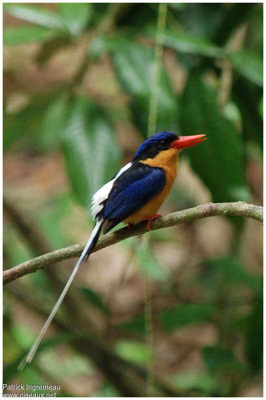 Martin-chasseur sylvainadulte, identification