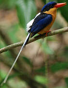 Buff-breasted Paradise Kingfisher