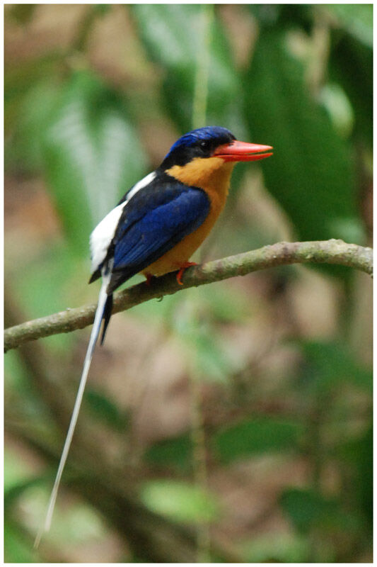 Buff-breasted Paradise Kingfisheradult