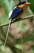 Buff-breasted Paradise Kingfisher