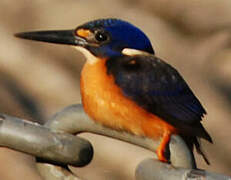 Azure Kingfisher