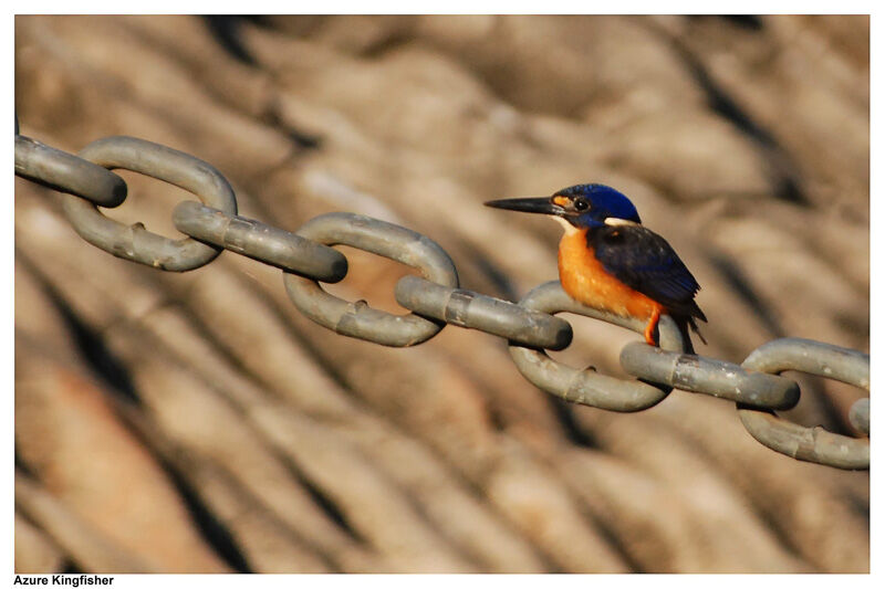 Azure Kingfisheradult