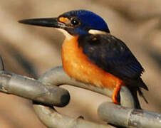 Azure Kingfisher