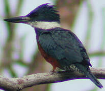 Ringed Kingfisher