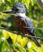 Ringed Kingfisher