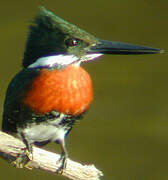 Amazon Kingfisher