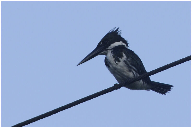 Amazon Kingfisher female adult